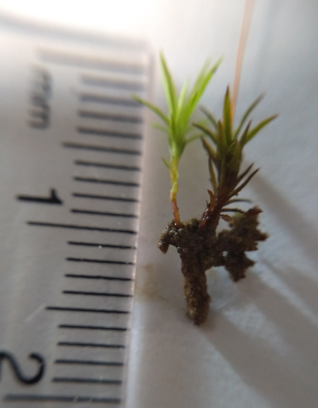 Atrichum angustatum